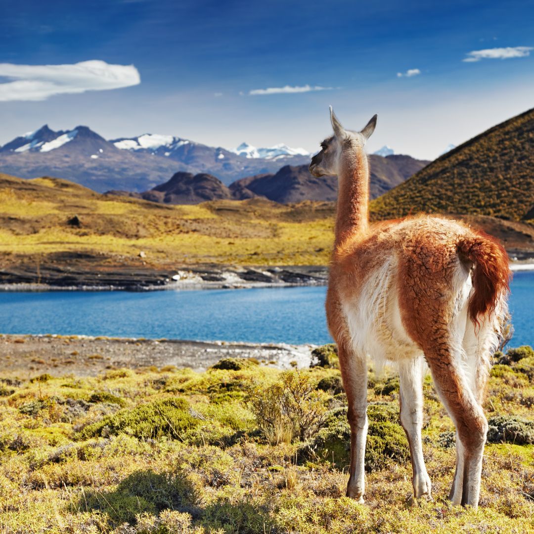 Guanaco in Torres del Paine National Park, Patagonia, Chile by @DmitryPichugin / Getty Images via Canva Pro