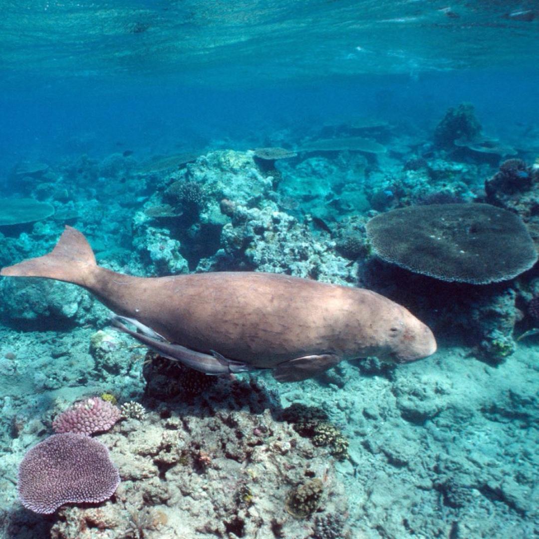 Marawah Marine Biosphere Reserve, part of the Sheikh Zayed Protected Areas Network, home to the second largest population of dugongs in the world @The Environmental Agency - Abu Dhabi